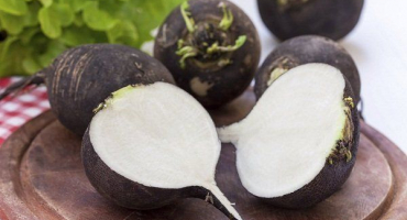 Jak správně pěstovat černou ředkev?